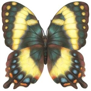 Kalıp Kesim Butterfly Kağıt Amerikan Servis 12li Paket