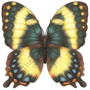 Kalıp Kesim Butterfly Kağıt Amerikan Servis 12li Paket