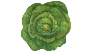 Kalıp Kesim Cabbage Kağıt Amerikan Servis 12li Paket