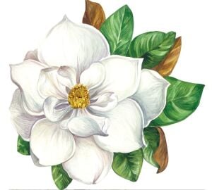 Die Cut Magnolia Placemat - 12 sheets