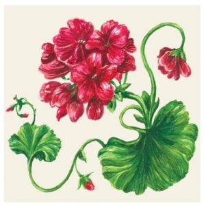 Geranium Cocktail Napkin - pack of 20
