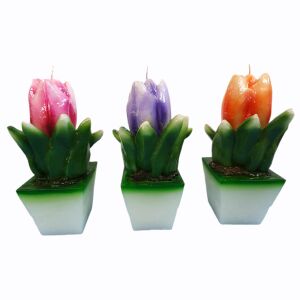 PIANTINA TULIPANO MUM