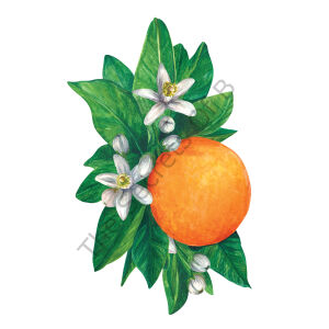 Turuncu Blossom Masa Dekoru 12li Paket