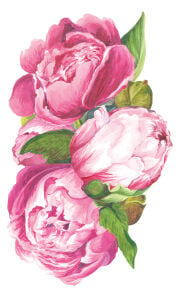 Peony Masa Dekoru 12li Paket