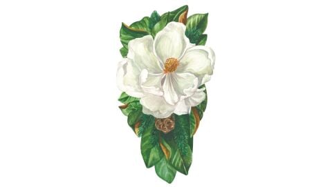 Magnolia Table Accent - pack of 12