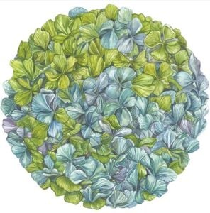 Kalıp Kesim Hydrangea Kağıt Amerikan Servis