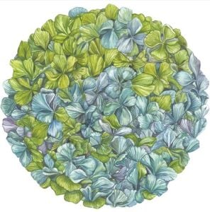 Kalıp Kesim Hydrangea Kağıt Amerikan Servis