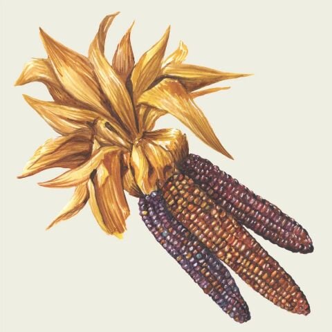 Maize Cocktail Napkin - Pack of 20