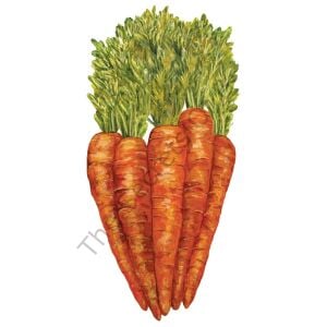 Carrots Masa Dekoru 12li Paket