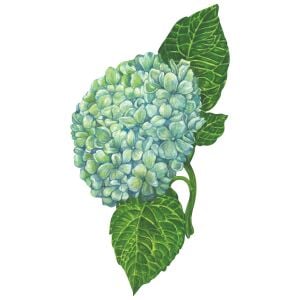 Hydrangea Masa Dekoru
