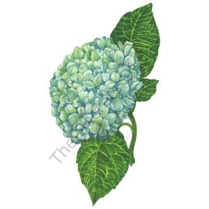 Hydrangea Masa Dekoru