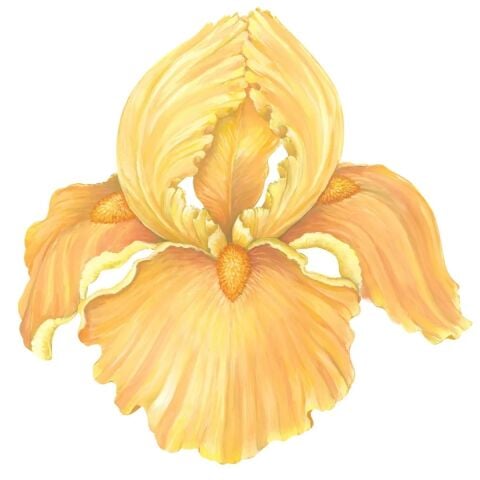 Die-cut Iris Placemat - 12 Sheets