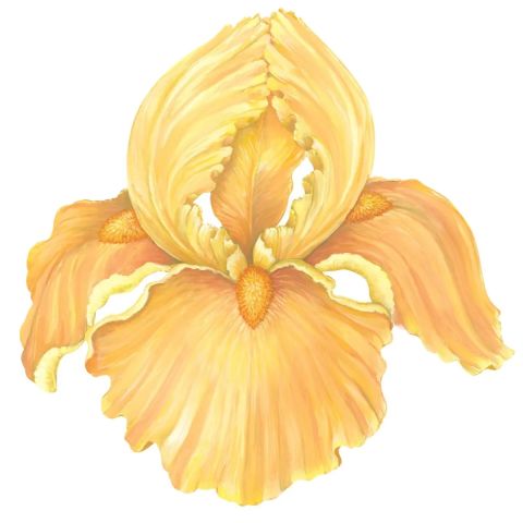 Die-cut Iris Placemat - 12 Sheets