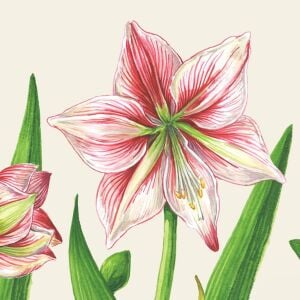 Amaryllis Bloom Kokteyl Peçetesi