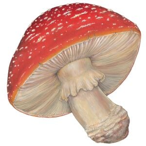 Kalıp Kesim Mushroom Kağıt Amerikan Servis 12li Paket