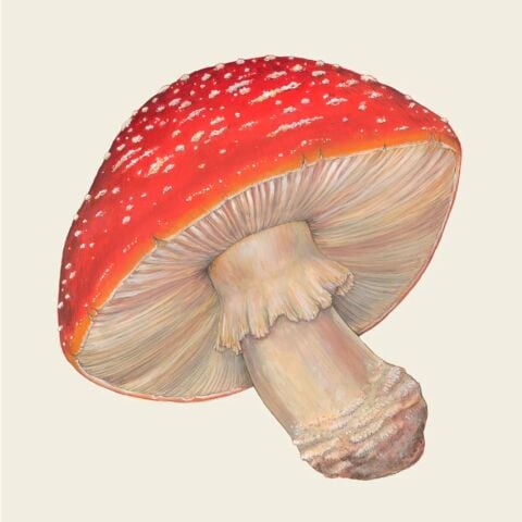 Mushroom Cocktail Napkins Pack Of 20