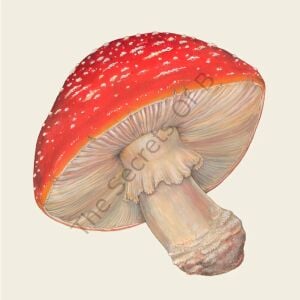 Mushroom Kokteyl Peçetesi 20li Paket