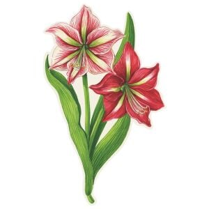 Amaryllis Masa Dekoru 12li Paket