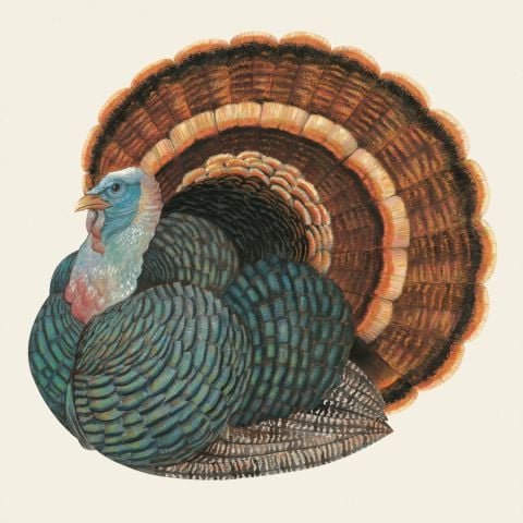 Heritage Turkey Cocktail Napkin - Pack Of 20