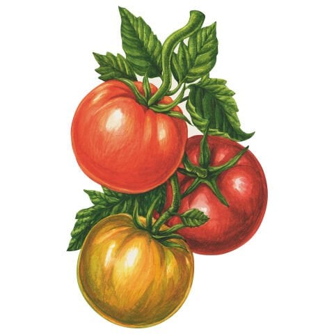 Tomato Table Accent pack of 12