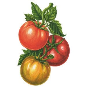 Tomato Table Accent pack of 12
