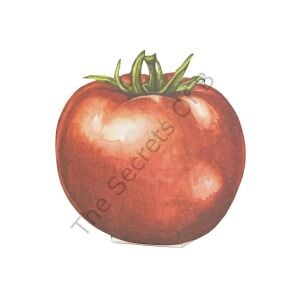 Tomato Masa Kartı 12li Paket